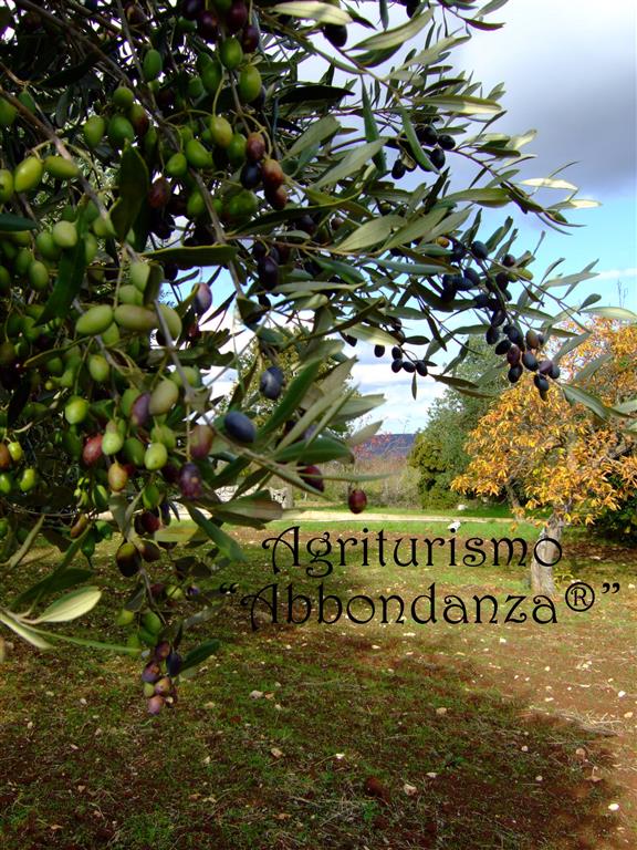 Alberi di Ulivo - Abbondanza®